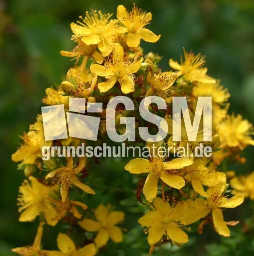 Johanniskraut-1.jpg
